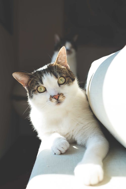 White and Black Cat on White Surface