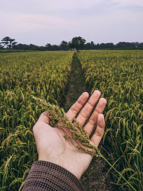 Crop man with Echinochloa crus galli plant in rural meadow