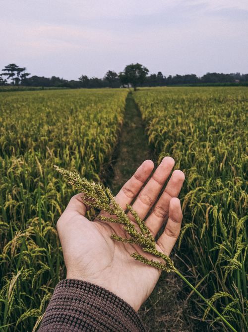 Free High angle of crop unrecognizable male holding common barnyard grass spikelet in hand while standing in agricultural field in countryside Stock Photo