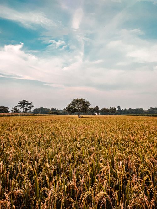 Free Picturesque scenery of peaceful lush wheat field near green trees against cloudy blue sky in countryside Stock Photo