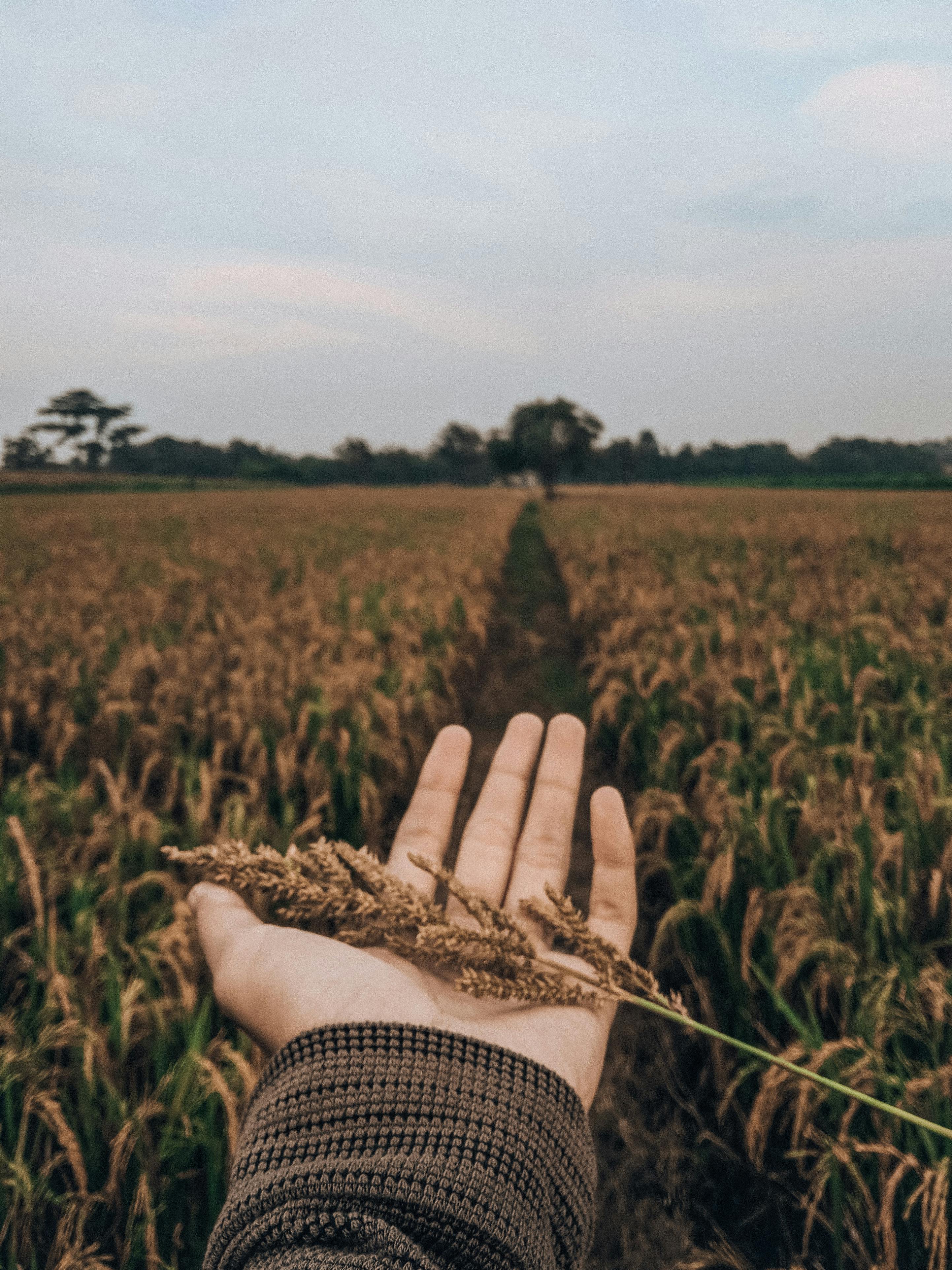From above of crop faceless male demonstrating dry common barnyard grass in hand while resting in peaceful rural field