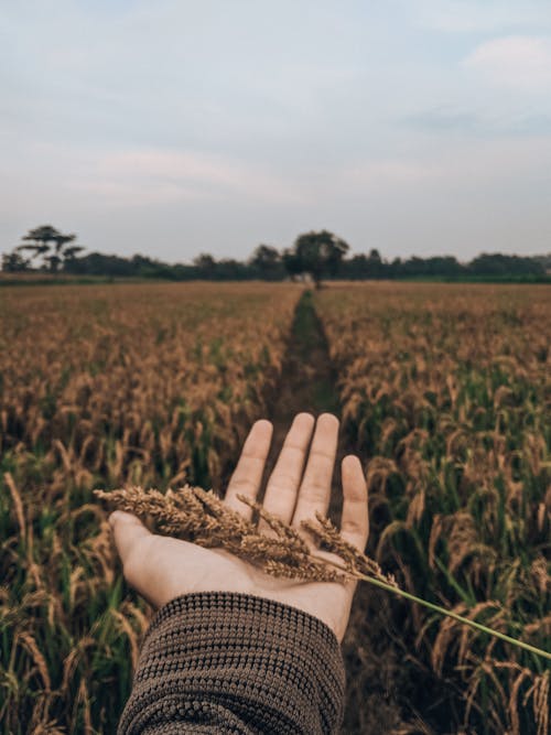 From above of crop faceless male demonstrating dry common barnyard grass in hand while resting in peaceful rural field