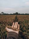 From above of crop faceless male demonstrating dry common barnyard grass in hand while resting in peaceful rural field