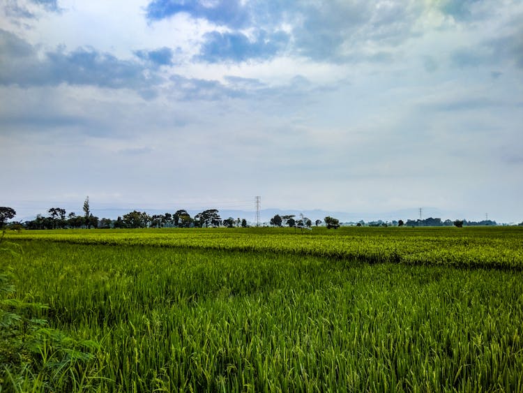 Well Groomed Green Farm Field During  Sundown