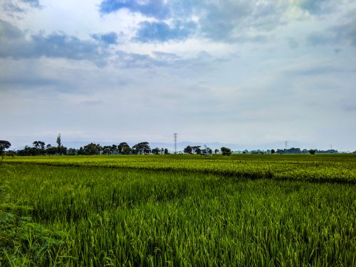 Free Magnificent vivid green agricultural field of cereal near trees against cloudy sky in picturesque countryside Stock Photo