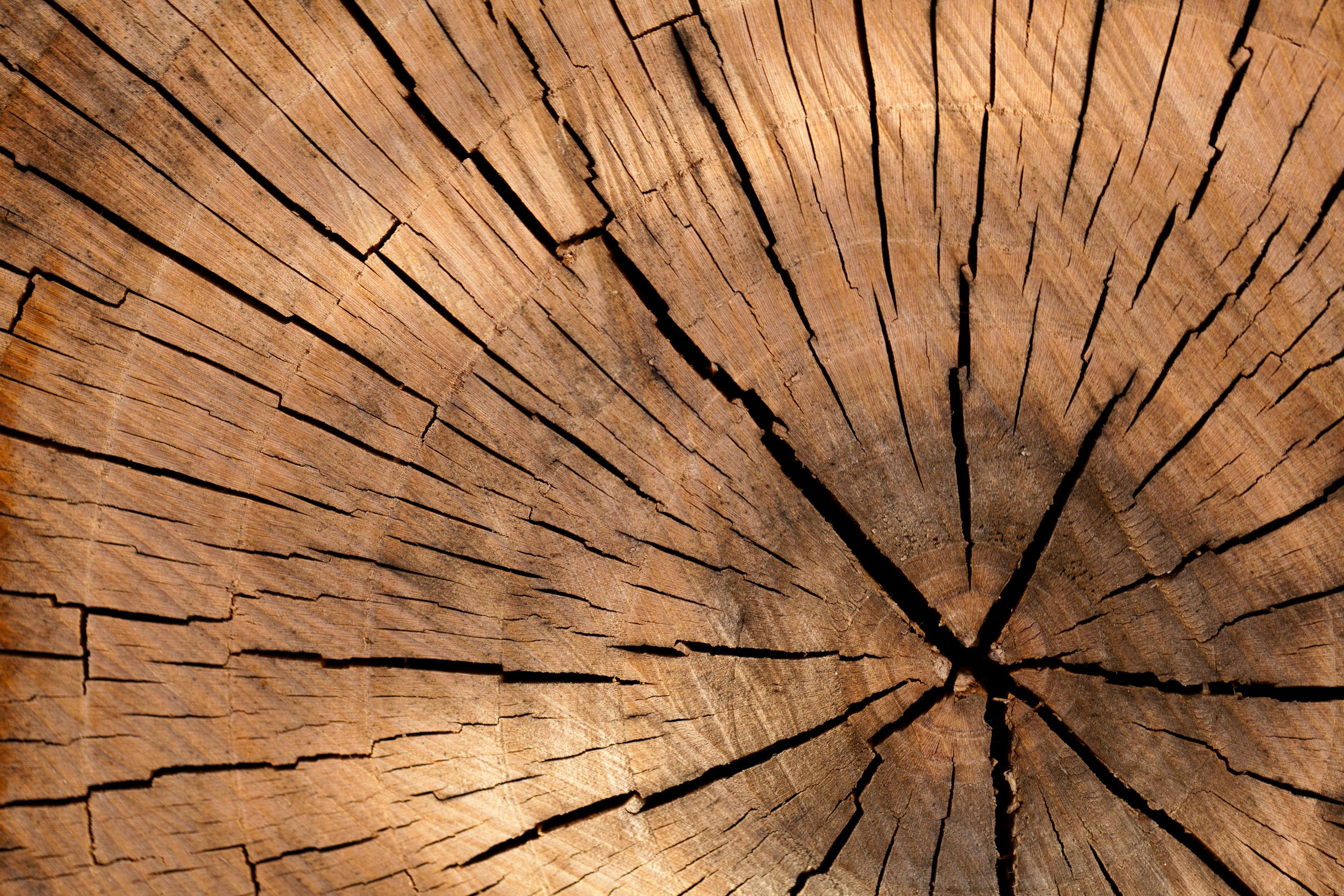 Closeup Photography Brown Wood Slice · Free Photo