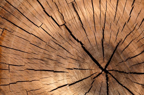 Closeup Photography of Brown Wood Slice