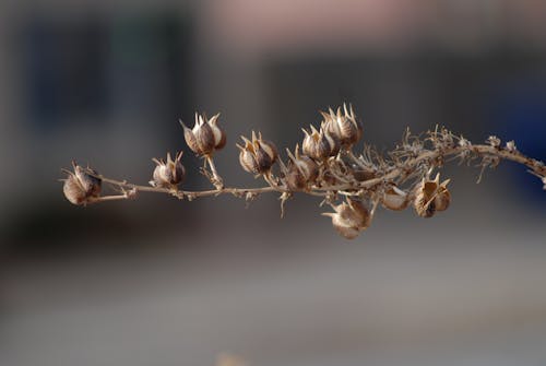 Dried tree branch with blossoming buds