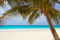 宁静的热带海滩上，棕榈树蜿蜒分布在白色沙滩与蔚蓝海水之间