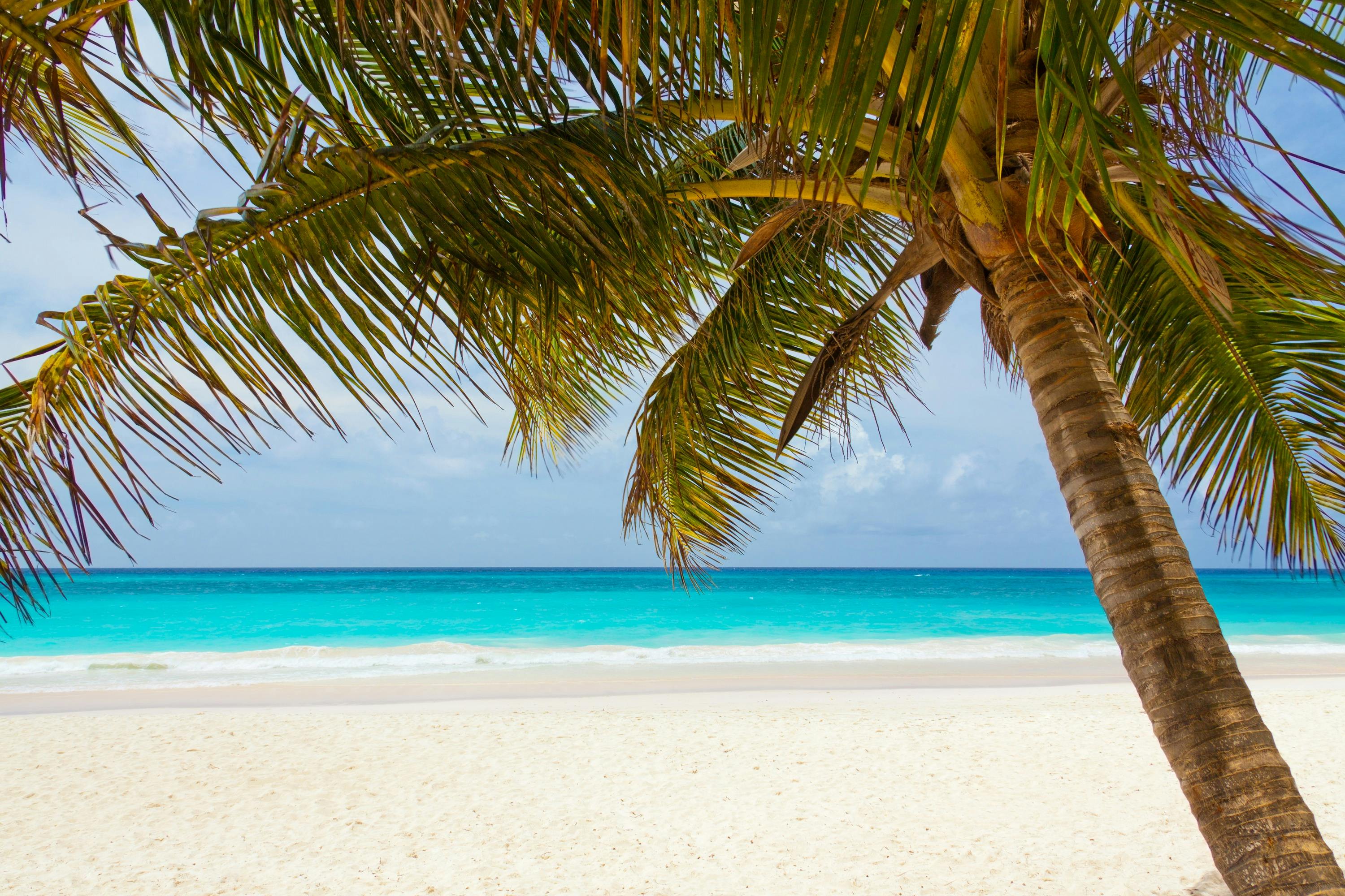 green palm tree on