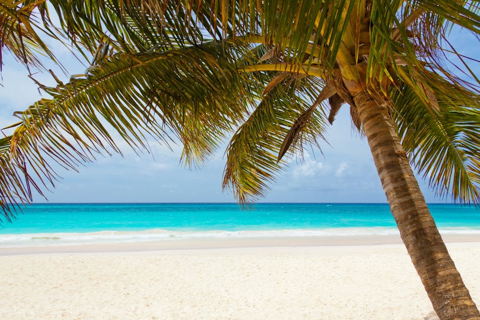 Green Palm Tree on Beach during Daytime