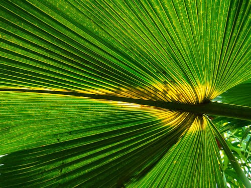 Green Fan Palm Plant