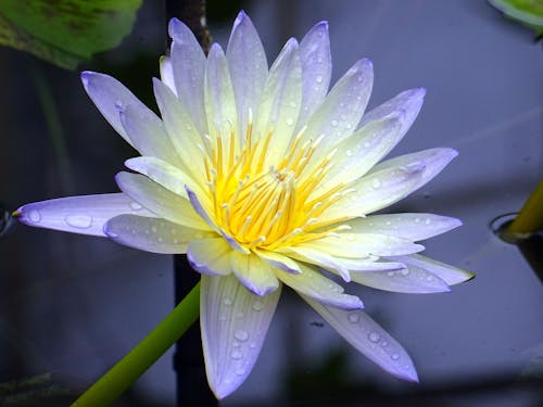 Lotus Flower Near Purple Surface