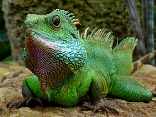 Fotografi Closeup Iguana Hijau