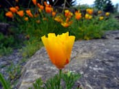 一朵盛开的加州罂粟花特写生动，背景是模糊的绿叶和岩石