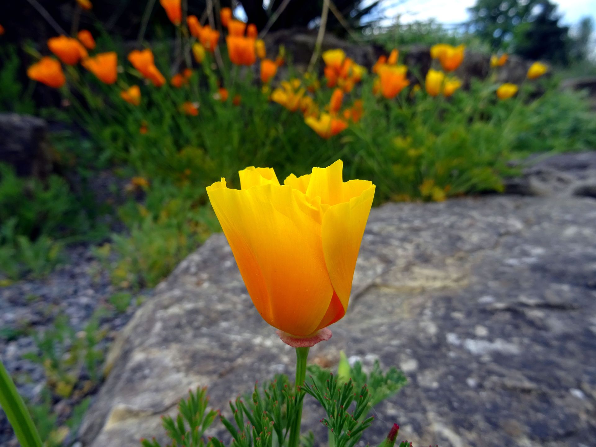 Vivid close-up of a California poppy flower in bloom, set against a blurred background of green foliage and rocks.