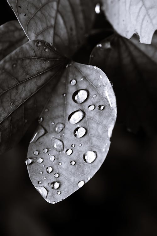 Closeup of black and white fresh textured tree leaf with water drops in dark forest