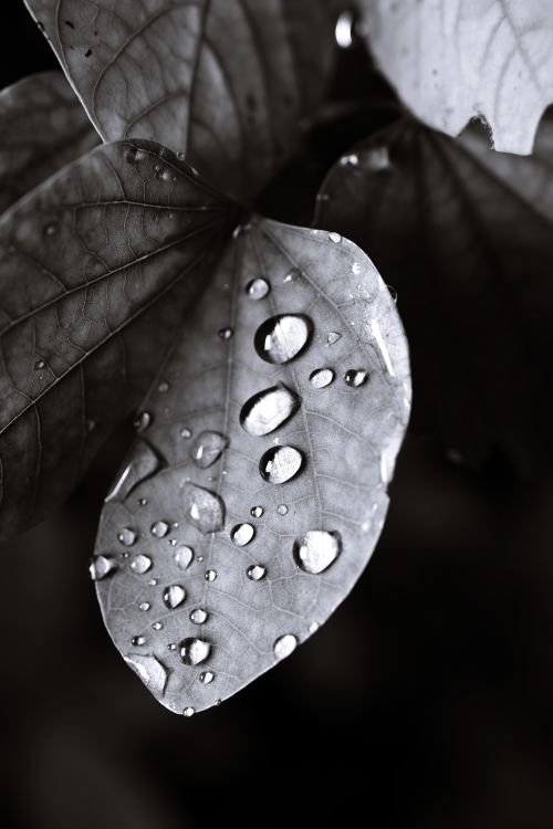 Free Closeup of black and white fresh textured tree leaf with water drops in dark forest Stock Photo