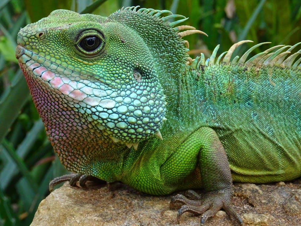 Free Green Reptile Stock Photo