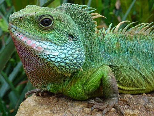 Green Reptile