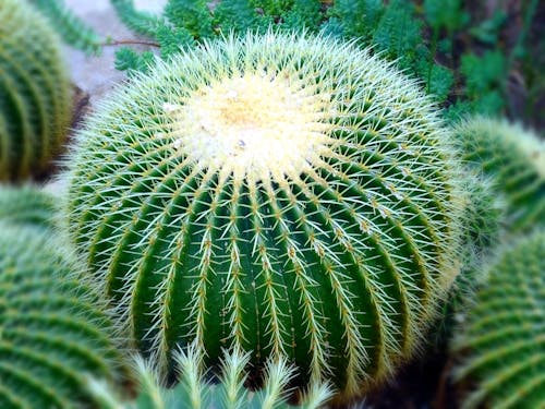 Groene Cactus