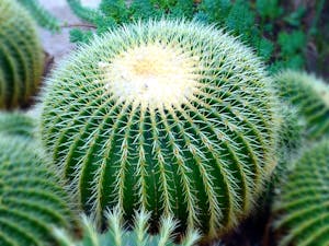 imagen de un cactus