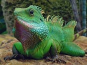 这张特写照片令人惊叹：一只充满活力的绿色鬣蜥坐在岩石上，在户外展示着它五颜六色的鳞片