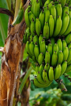 Unripe Banana on Banana Tree