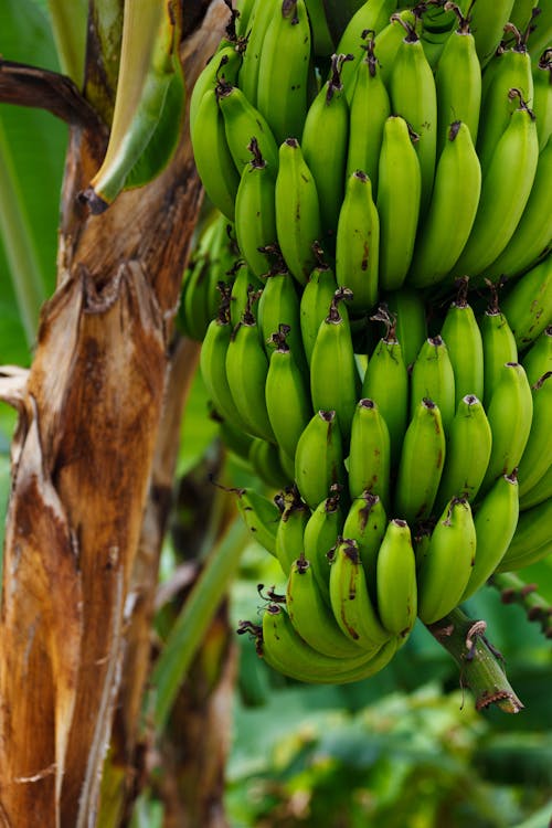 Fotobanka s bezplatnými fotkami na tému banánovník, banány, jedlo