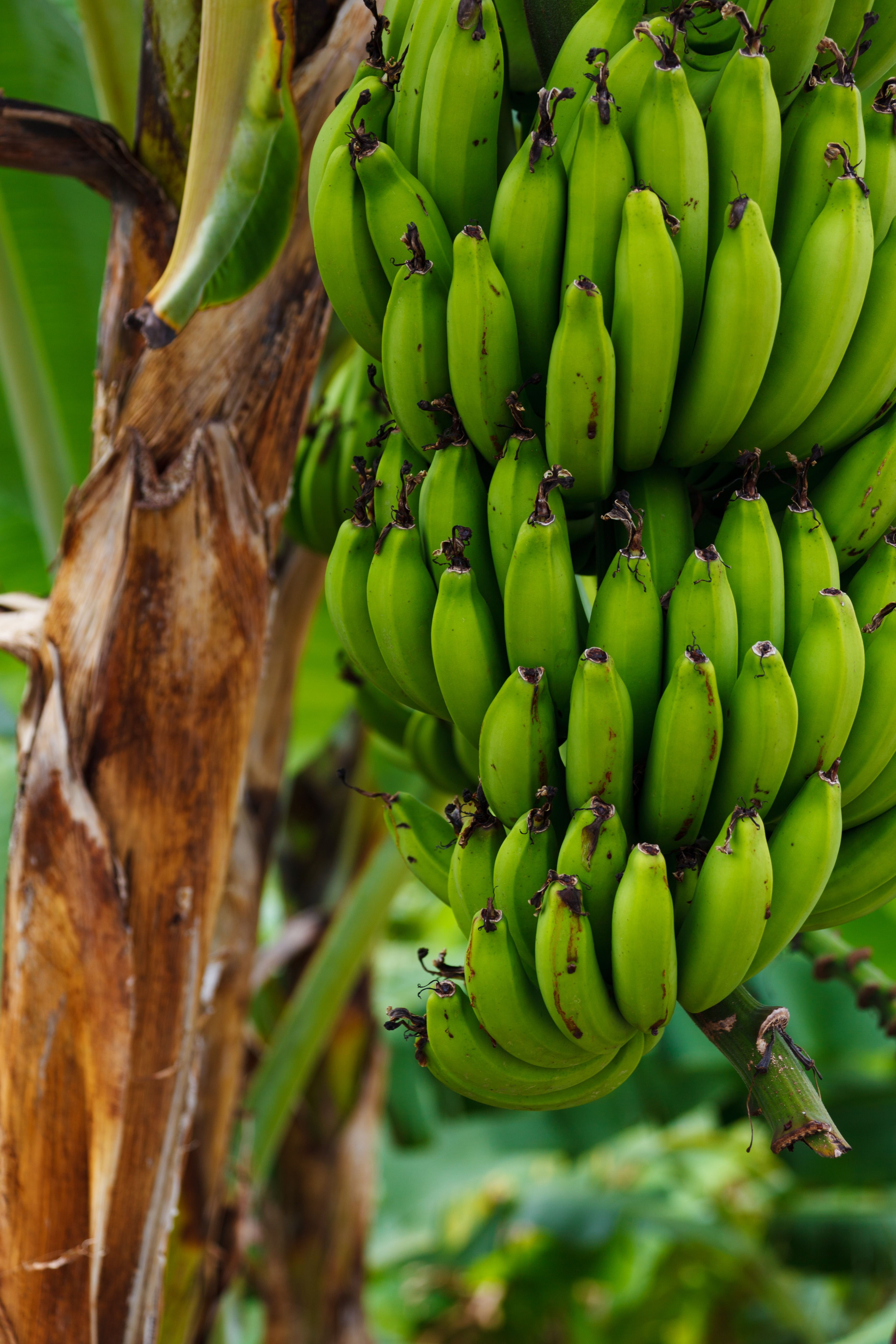 Image result for bananas and canine hyperglycemia
