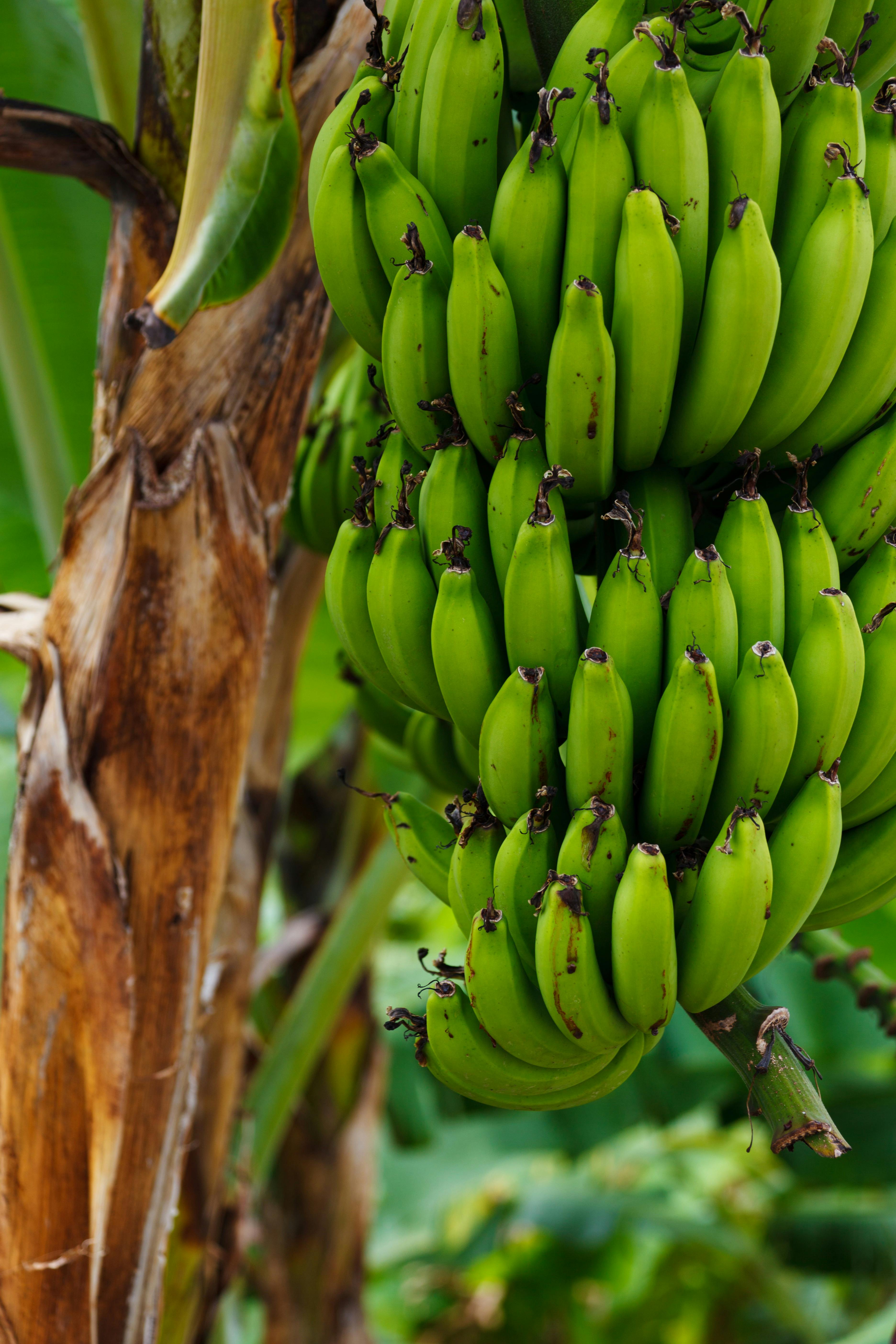 Kostenloses Foto zum Thema: banane herz, bananen, bananenbaum