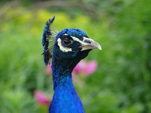 Free Wildlife Photography of Blue Peacock Stock Photo