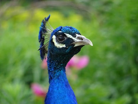 Nature wallpaper of nature, bird, flowers, blue