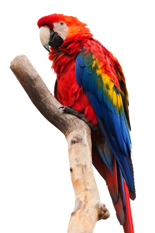 Δωρεάν στοκ φωτογραφιών με ζώο, κόκκινο macaw, κουρνιασμένος