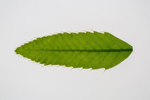 Green leaf of Castanea crenata Asian tree