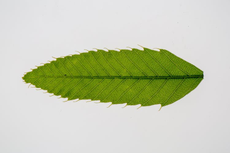 Green Leaf Of Castanea Crenata Asian Tree