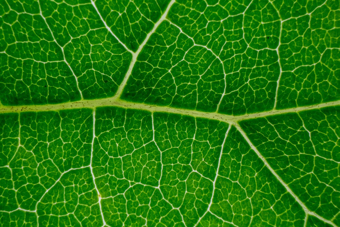 Closeup of textured underside of fresh vivid green leaf with veins as abstract background