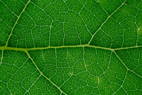 Pattern of fresh green leaf texture