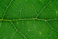 Pattern of fresh green leaf texture
