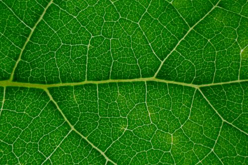 Free Top view macro of texture of fresh bright green leaf as abstract background Stock Photo