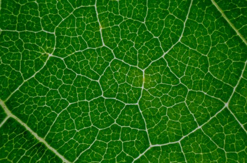 Macro of veins and stripes of fresh green leaf texture as abstract background