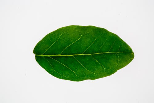 Exotic boldo tree leaf on white surface