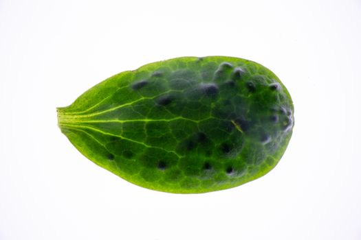 From above of textured green leaf of exotic plant with black bumps isolated on white background