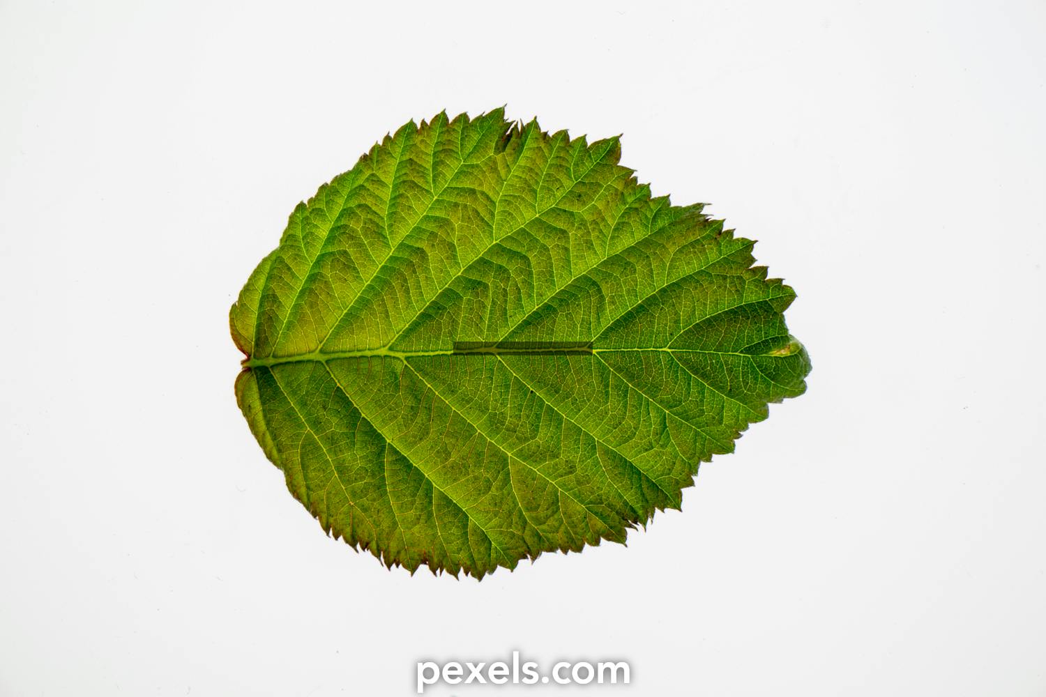 Alnus incana leaves