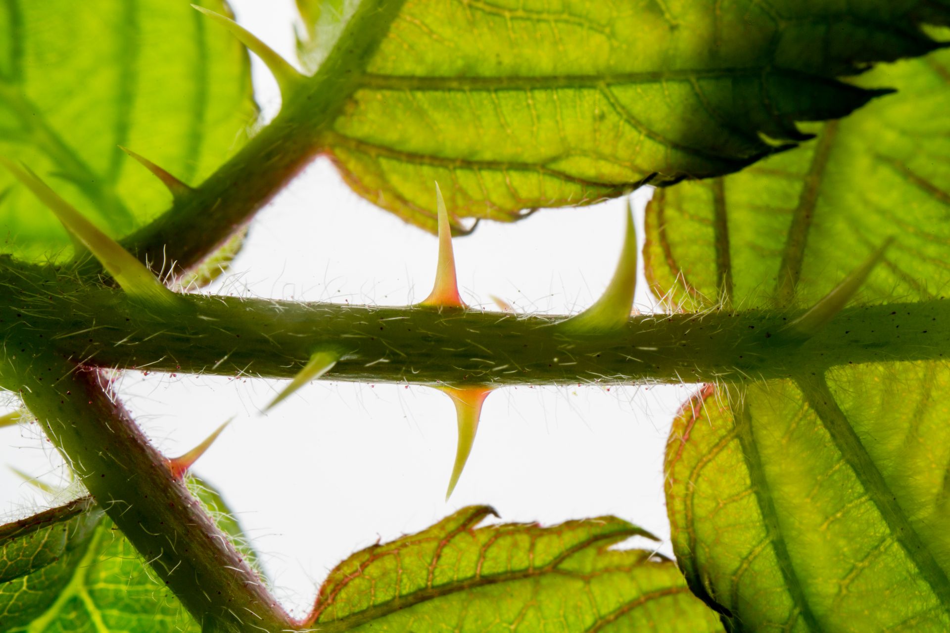 Closeup of green leaves and thorns on stem of Rubus allegheniensis flowering plant against white background