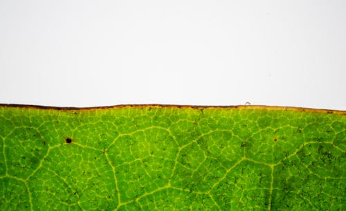Closeup of dry yellow edge of vivid green leaf with textured surface against white background