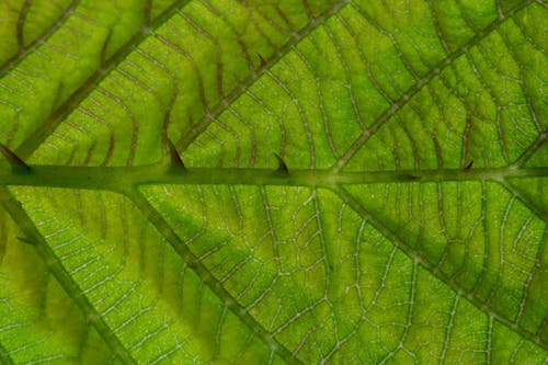 Macro of fresh green leaf with textured surface and sharp spikes as abstract background