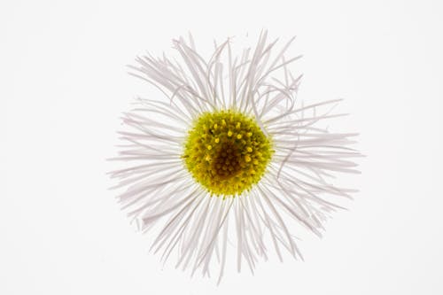 Δωρεάν στοκ φωτογραφιών με erigeron pulchellus, minimal, ανθίζω