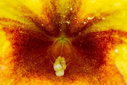 Abstract background of orange Masdevallia orchid flower