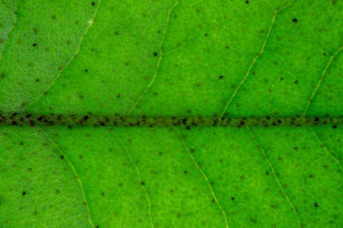 Macro of green leaf with black dots